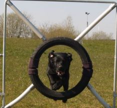 Labrador lab Fairytale´s winner vinder jagt hund hvalpe familiehund stue opdræt